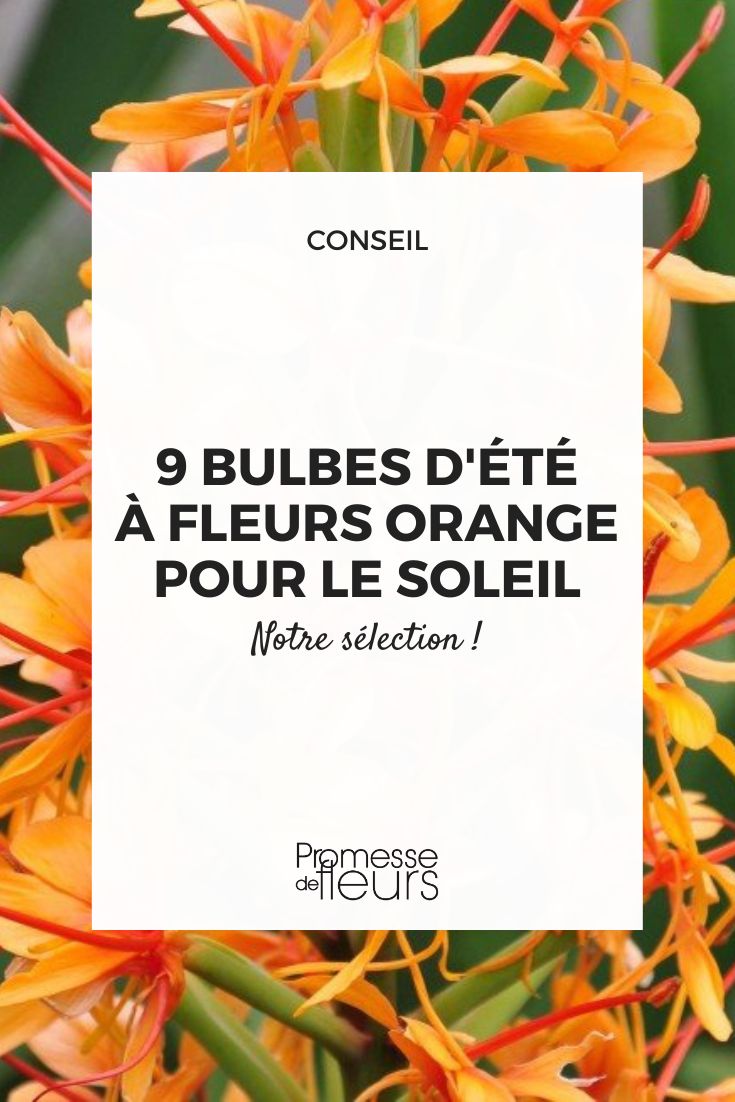 Hedychium coccineum 'Tara'  

(Traduction identique car se trata de un nombre científico/botánico que no se traduce al español)