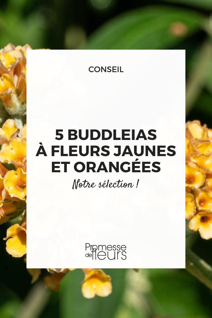 buddleia de flores amarillas