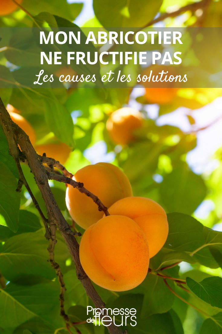 no hay frutos en mi albaricoquero