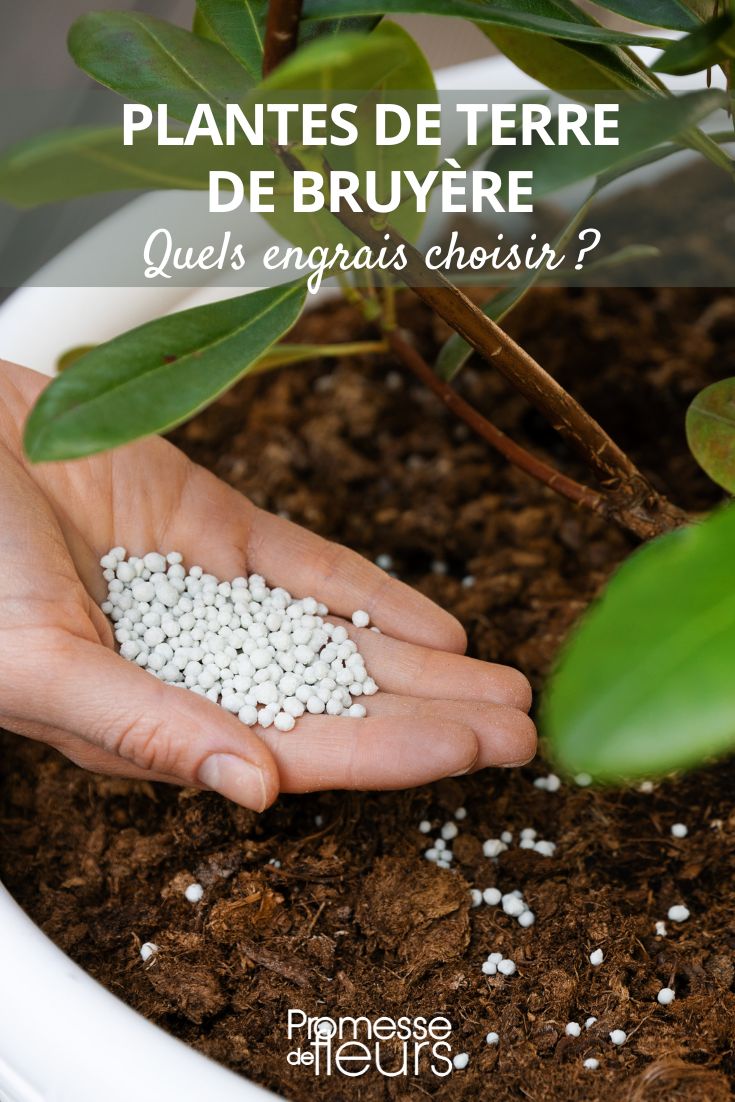 Rododendro abono - plantas acidófilas