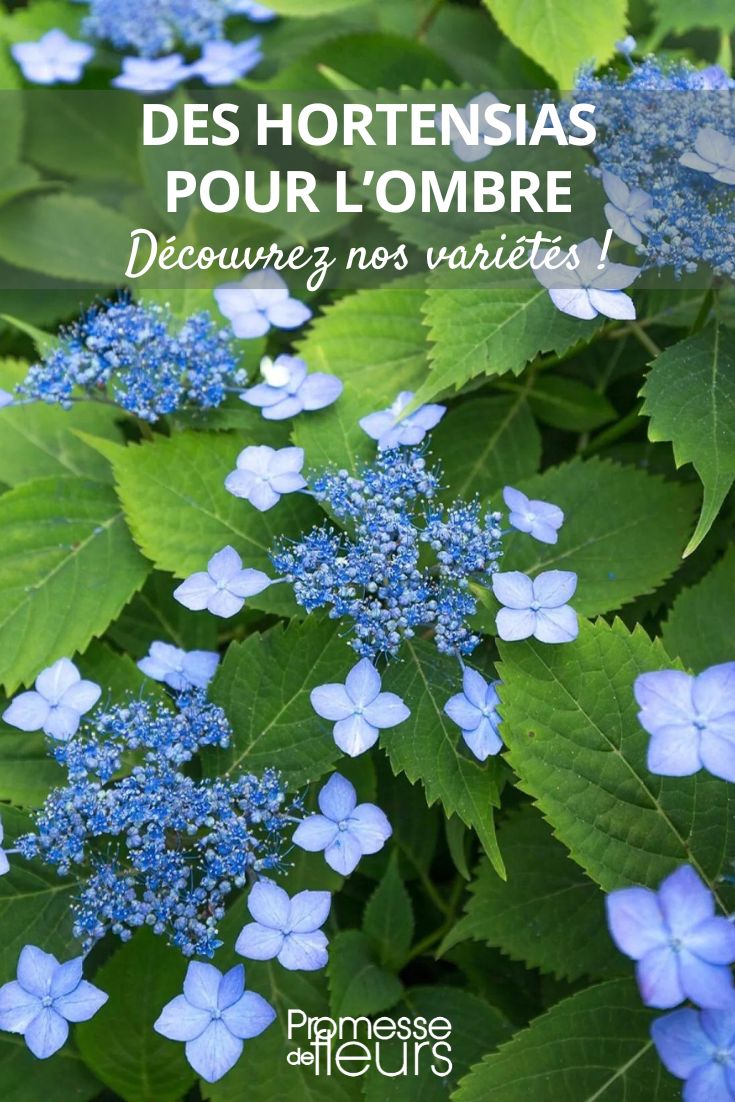 Hortensia Annie's Blue