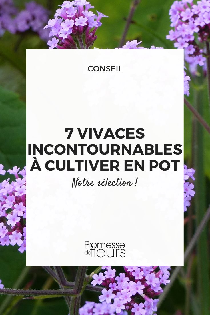 Verbena bonariensis ‘Lollipop’ - Verbena de Buenos Aires enana