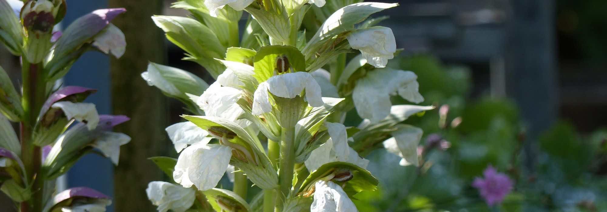Acanthus: las variedades más bonitas para descubrir