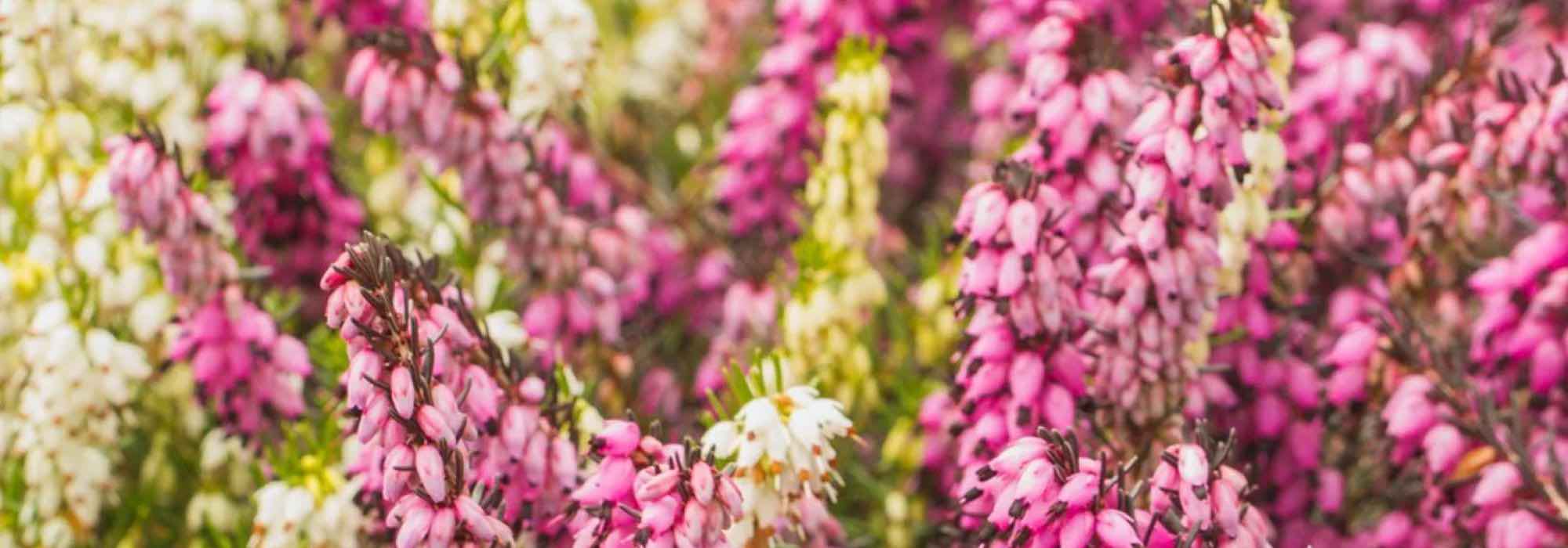 5 arbustos cubresuelos que florecen en verano