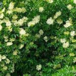 7 arbustos fáciles e infalibles para principiantes en Jardinería