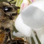 Los arbustos Melíferas: una ayuda valiosa para la biodiversidad