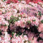 ¿Qué fertilizantes elegir para las plantas de tierra de brezo?