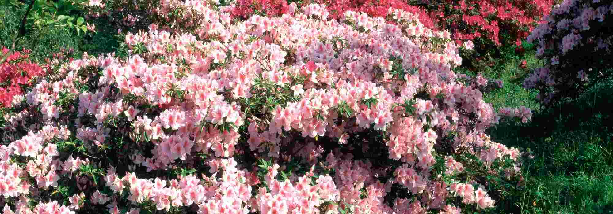 ¿Qué fertilizantes elegir para las plantas de tierra de brezo?