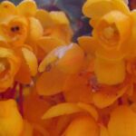 Bérberis: 5 variedades fáciles y coloridas para cultivar en macetas