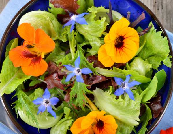 ¿Cómo utilizar la capuchina en la cocina?