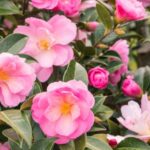 ¿Cómo plantar un camelia?