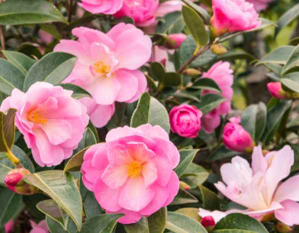 ¿Cómo plantar un camelia?