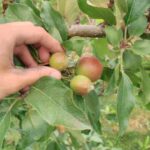 ¿Por qué y cómo aclarar los árboles frutales?