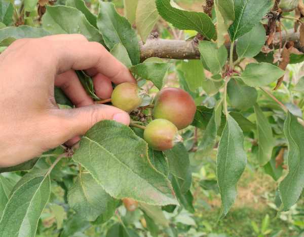 ¿Por qué y cómo aclarar los árboles frutales?