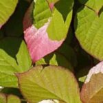 5 plantas trepadoras con follaje llamativo