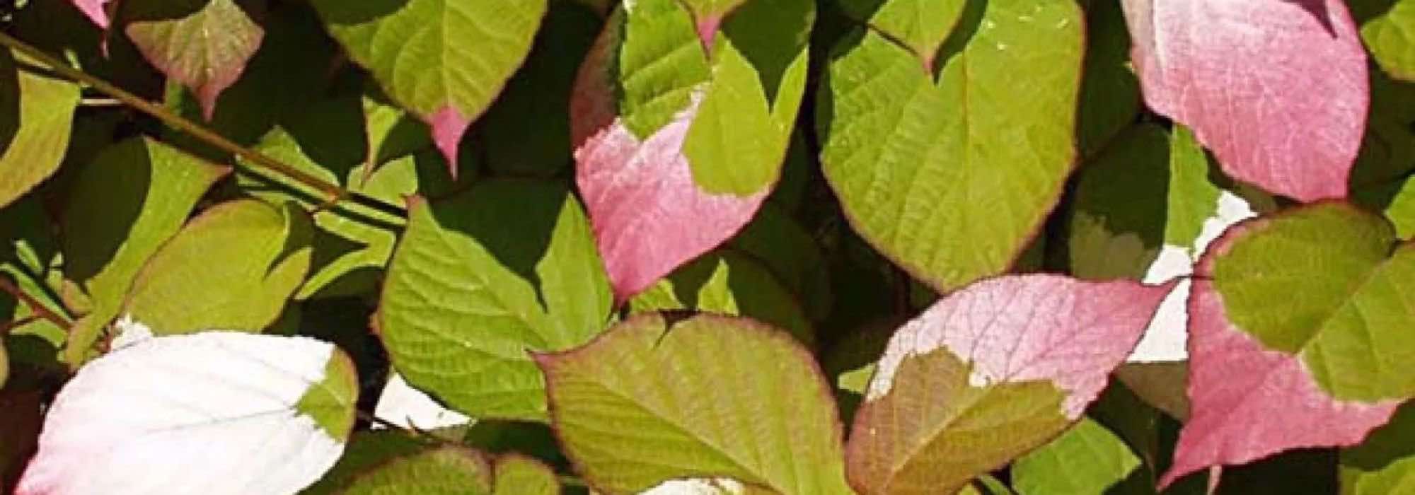 5 plantas trepadoras con follaje llamativo