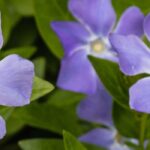 Vinca perenne invasora: ¿cómo controlar su proliferación o eliminarla?