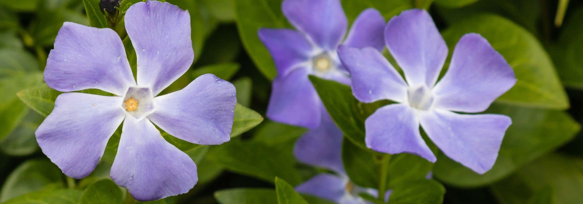 Vinca perenne invasora: ¿cómo controlar su proliferación o eliminarla?