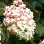 ¿Cómo elegir un Hortensia arbustivo?