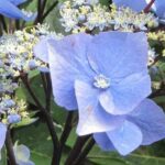 7 magníficas variedades de Hortensias de flores planas