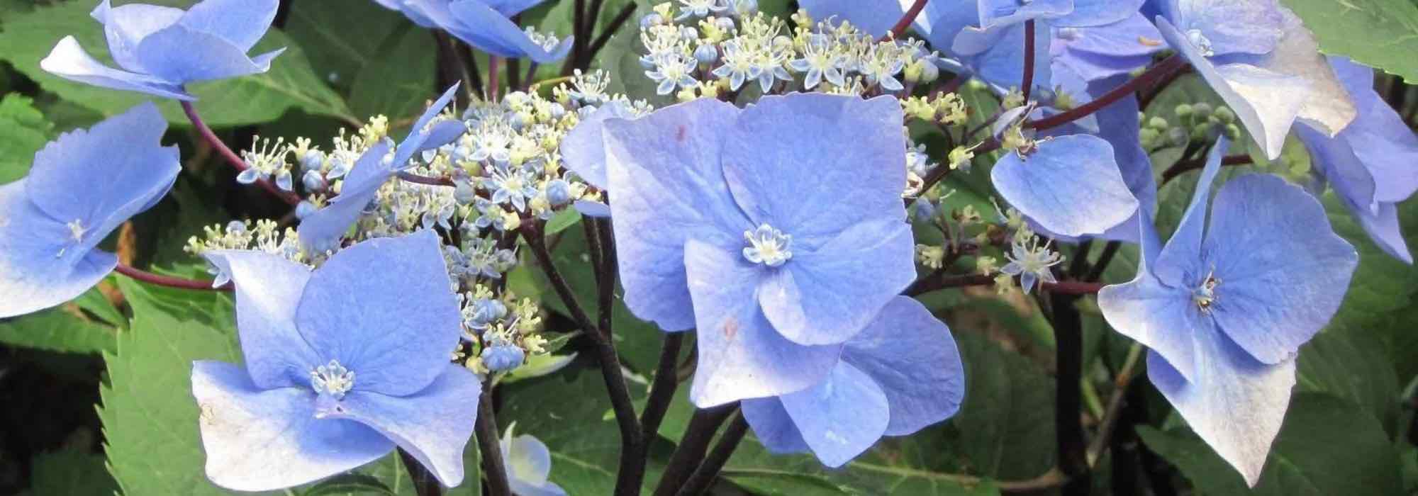 7 magníficas variedades de Hortensias de flores planas