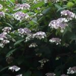 ¿Cuáles son los Hortensia para la sombra?
