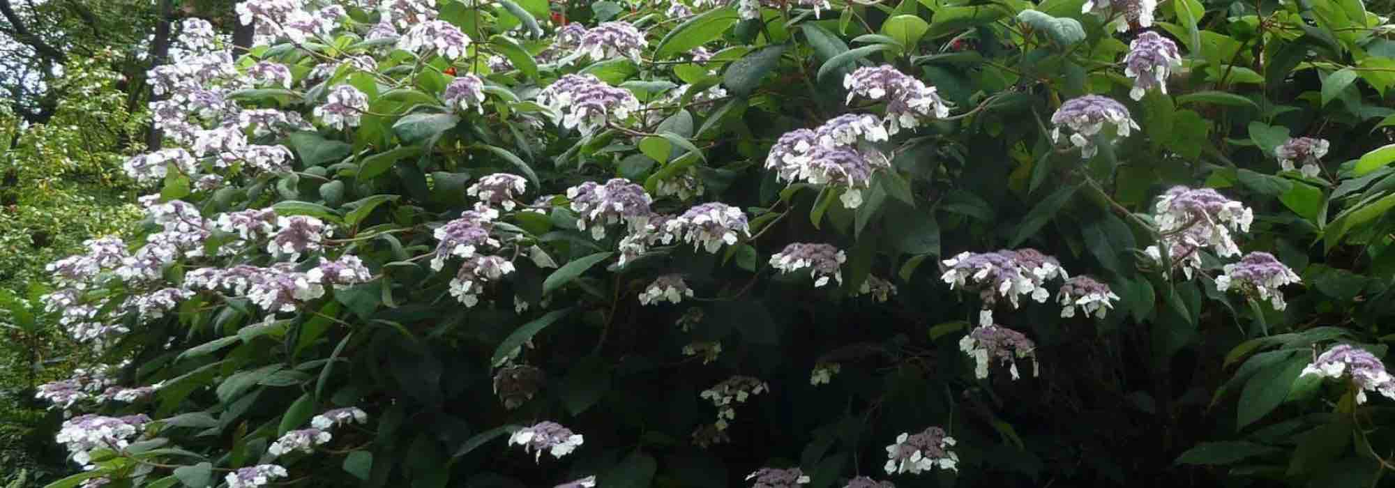 ¿Cuáles son los Hortensia para la sombra?