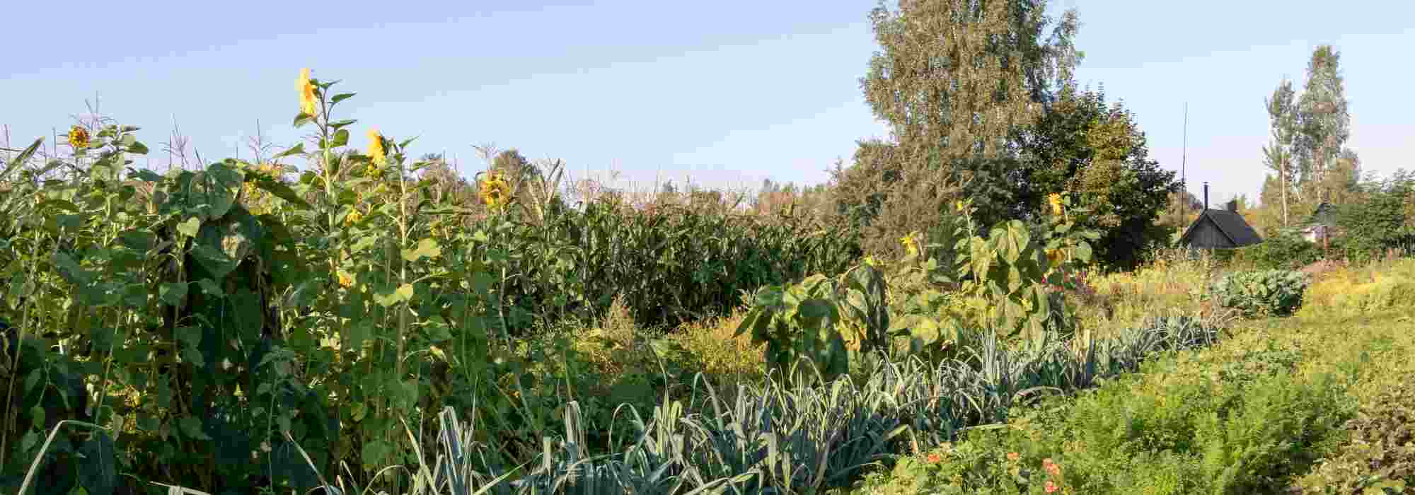 Permacultura: las etapas clave para preparar el suelo de su Huerto