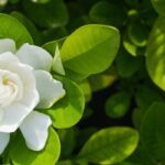 Enfermedades y parásitos del gardenia