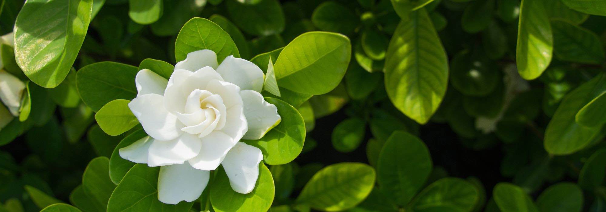 Enfermedades y parásitos del gardenia