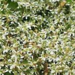 Las flores autolimpiantes: una solución para un jardín sin mantenimiento