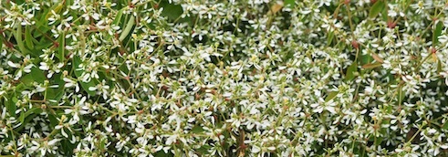 Las flores autolimpiantes: una solución para un jardín sin mantenimiento