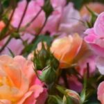 5 rosales de flores bicolores para un jardín elegante y original