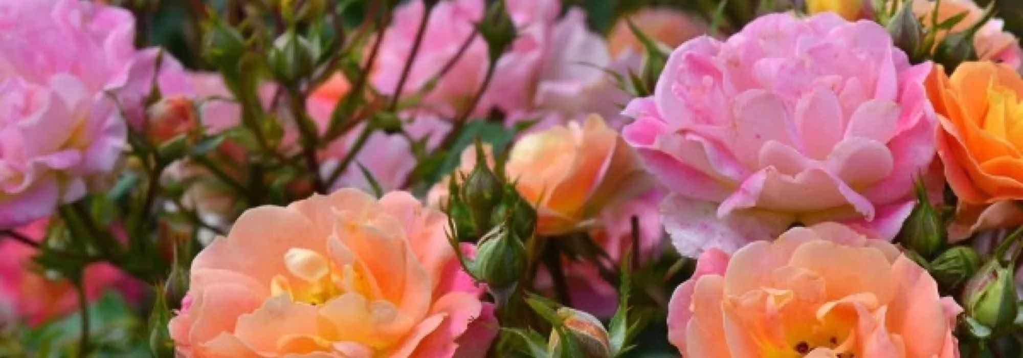 5 rosales de flores bicolores para un jardín elegante y original