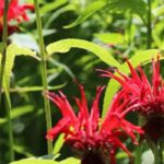 Las mejores viváceas aromáticas para un jardín bonito y útil
