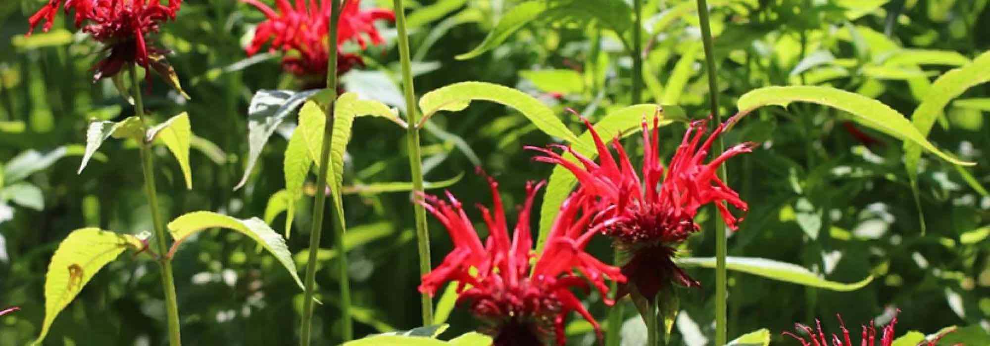 Las mejores viváceas aromáticas para un jardín bonito y útil