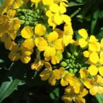 ¡Adopta estas vivácea aromáticas para perfumar el jardín!