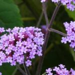 Terrazas y balcones: 7 vivaces indispensables para cultivar en macetas