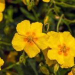 7 vivaces imprescindibles para una rocalla exitosa