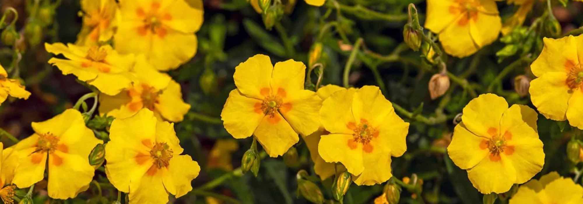 7 vivaces imprescindibles para una rocalla exitosa