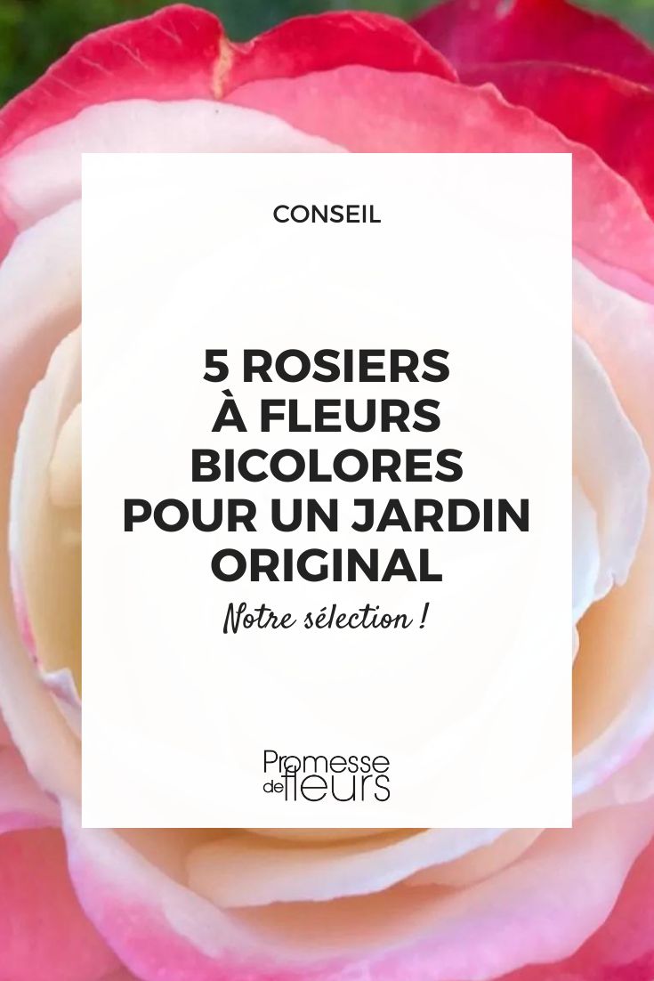 rosal de flor grande 'Nostalgie'