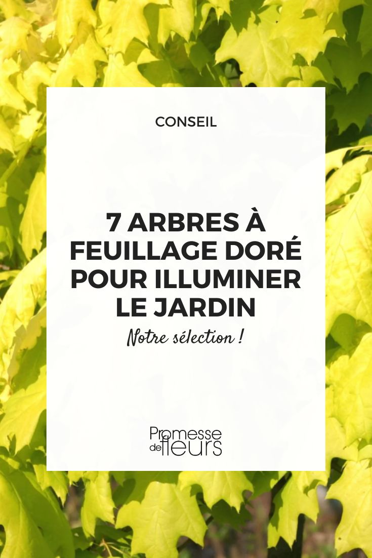 Quercus rubra Áurea