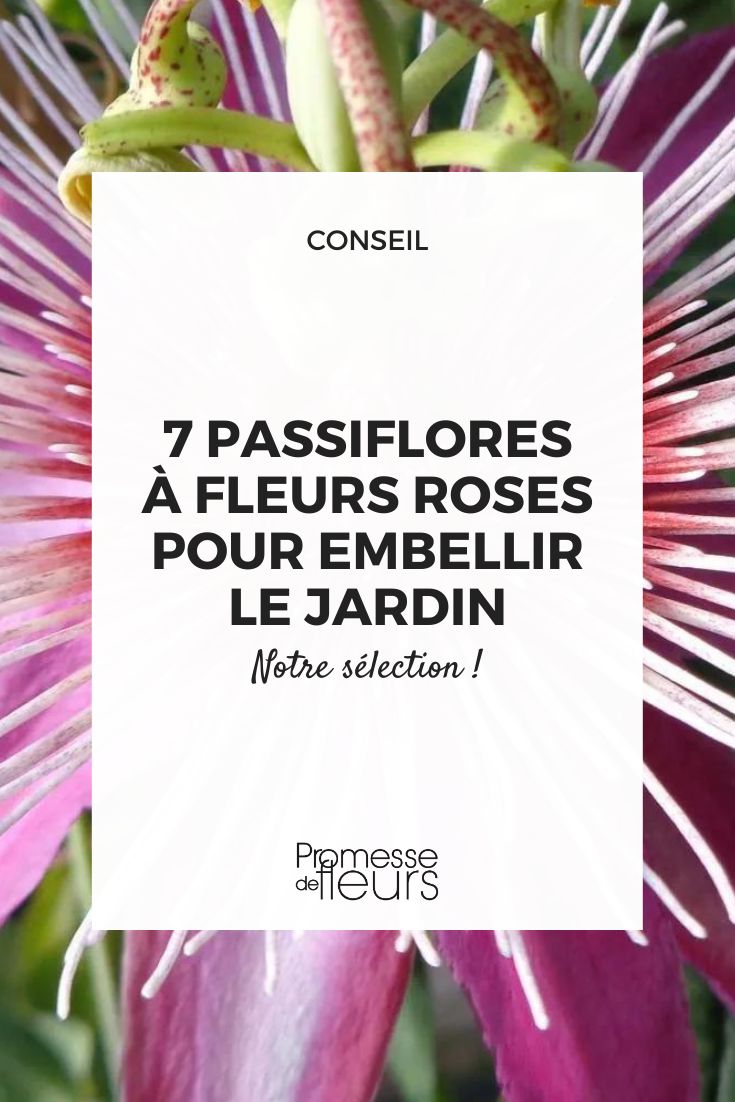 passiflora 'Anastasia'