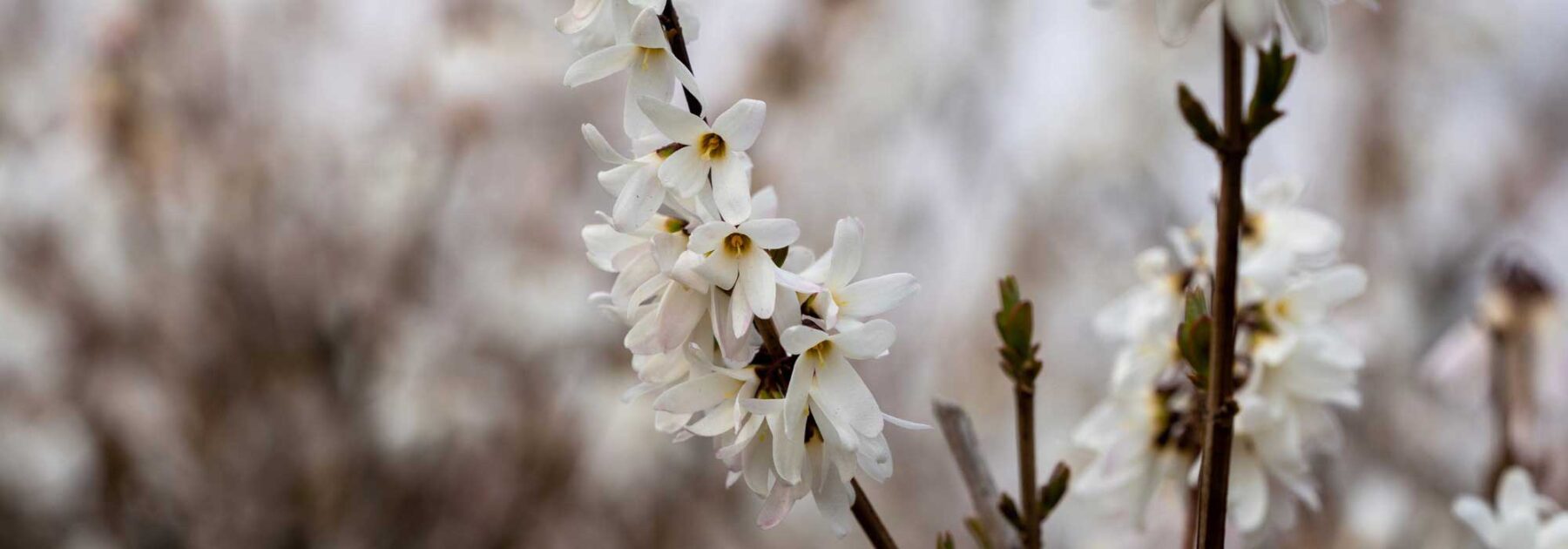 Abeliophyllum: plantar, cultivar y cuidar