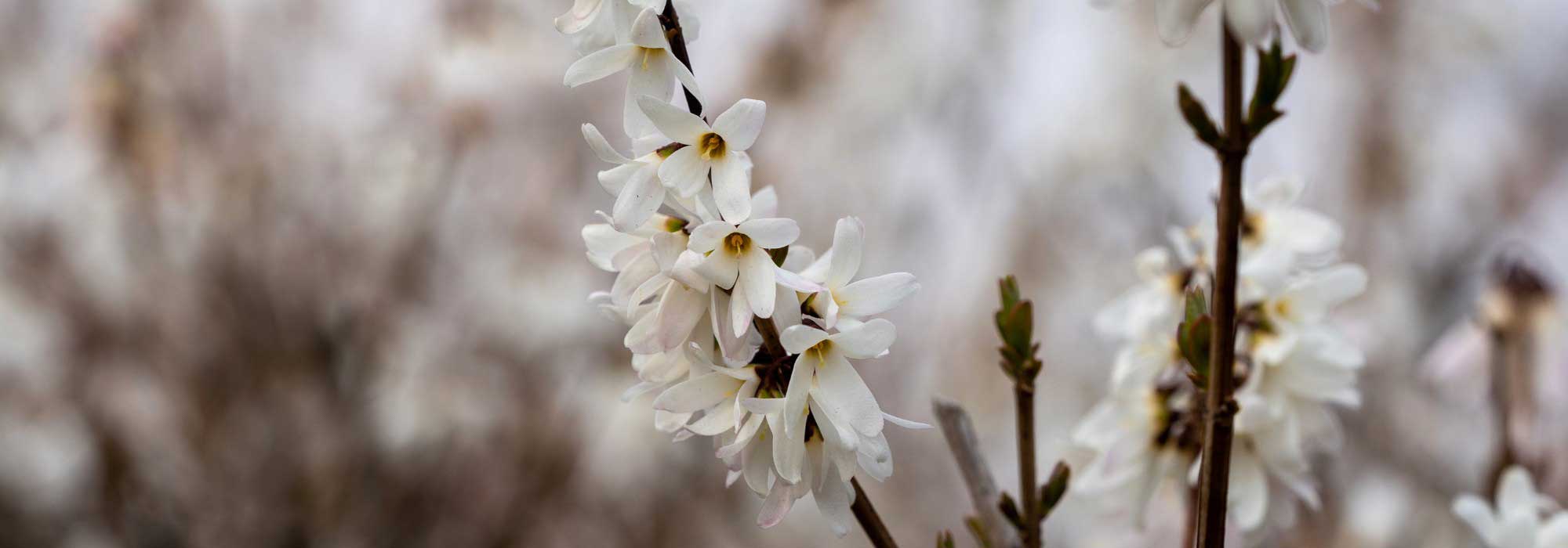 Abeliophyllum: plantar, cultivar y cuidar