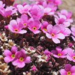 Androsace: cultivo, plantación, cuidados