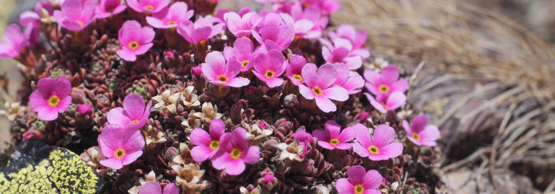 Androsace: cultivo, plantación, cuidados