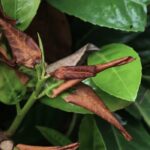 Las hojas de mi arbusto cambian de color y se caen: ¿por qué?