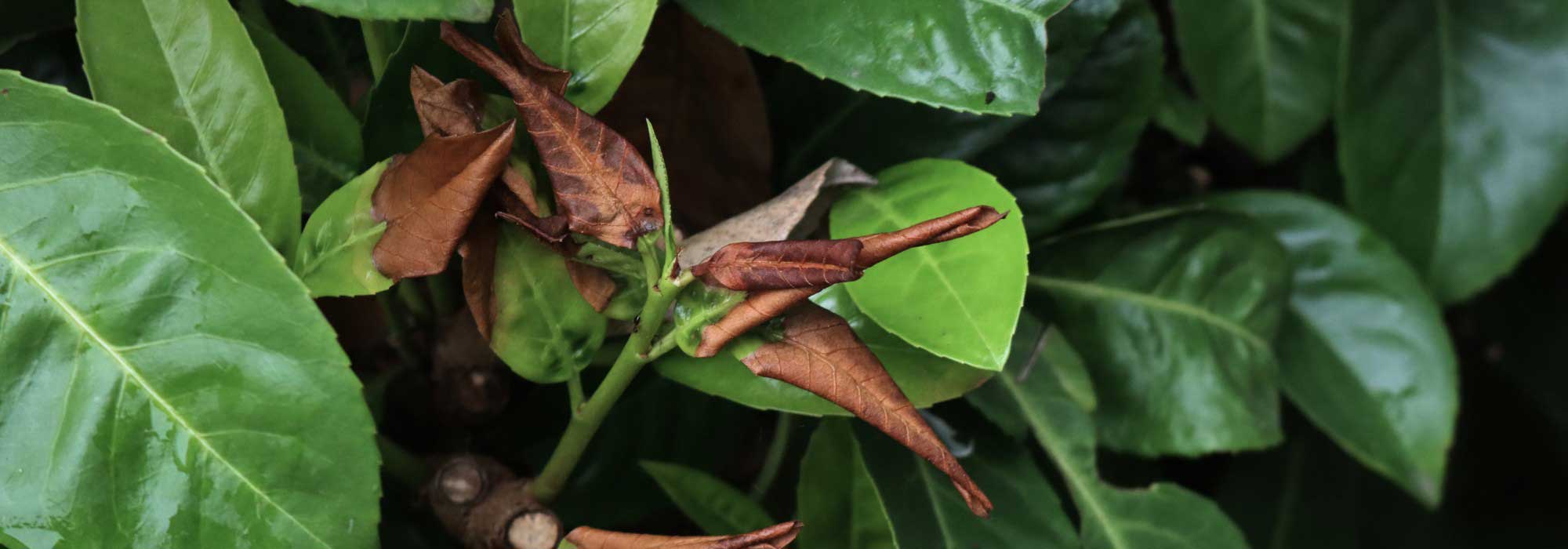Las hojas de mi arbusto cambian de color y se caen: ¿por qué?