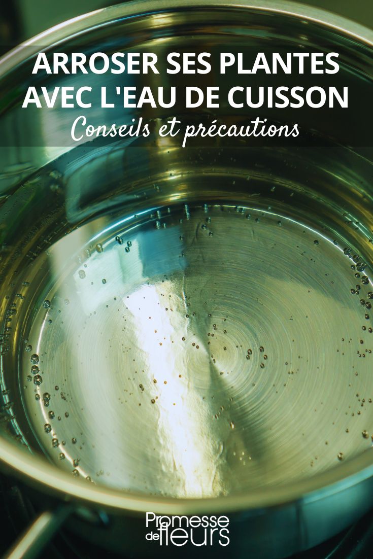 ¿Se puede regar las plantas con el agua de cocción?